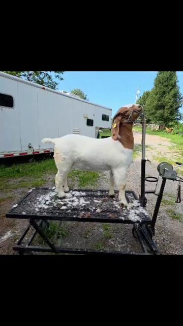 @Klein Kraal Farm🐐