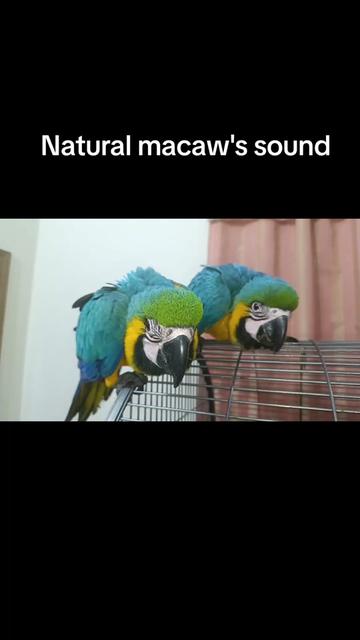 @Mehtab's Pet