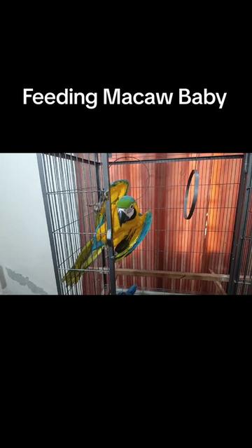 @Mehtab's Pet