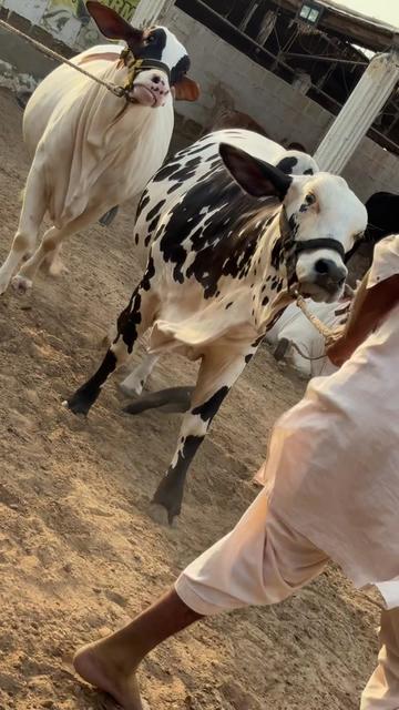 @Karachi Bull lovers
