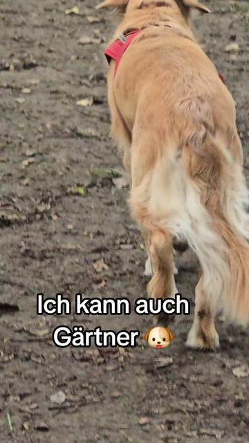 @Fellnasen WG