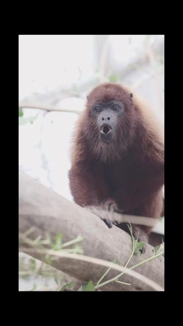 @auraful_animals