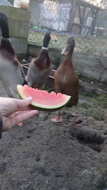 @Kaczogród u Milki🦆🦆🦆🦆