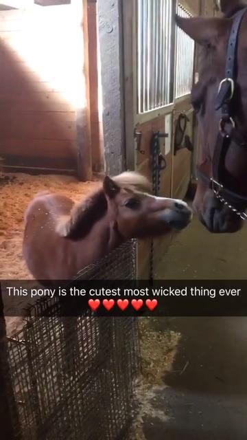 @Horses TikTok