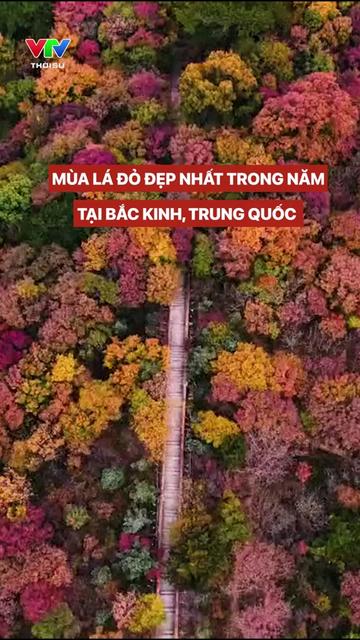 @VTV24