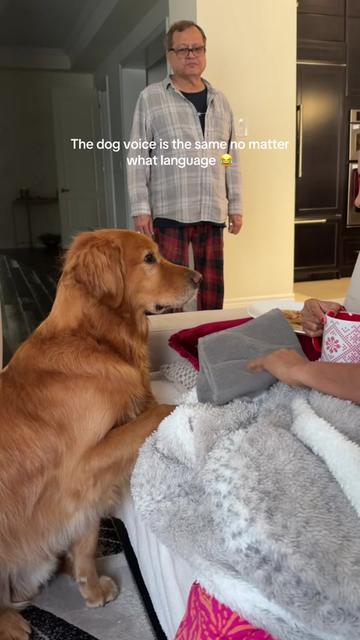 @Bentley the Spicy Golden🌶️