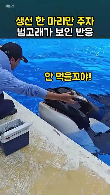 @개블리