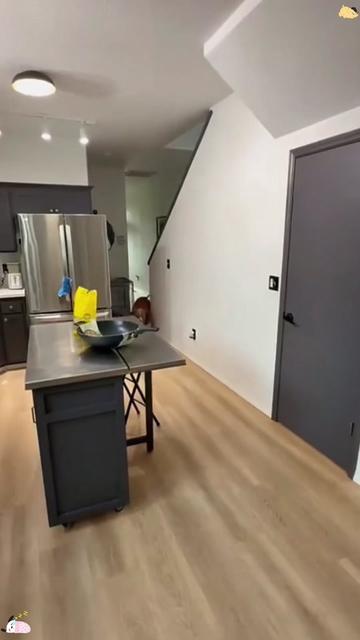 @funnyanimalvideo99