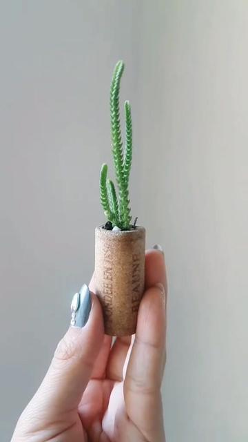 @Plantología🌿