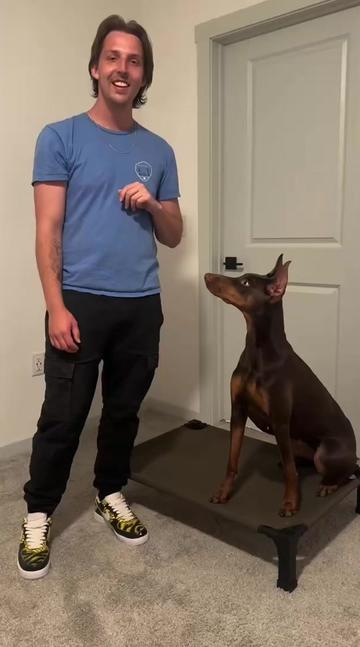 @tylerthek9trainer