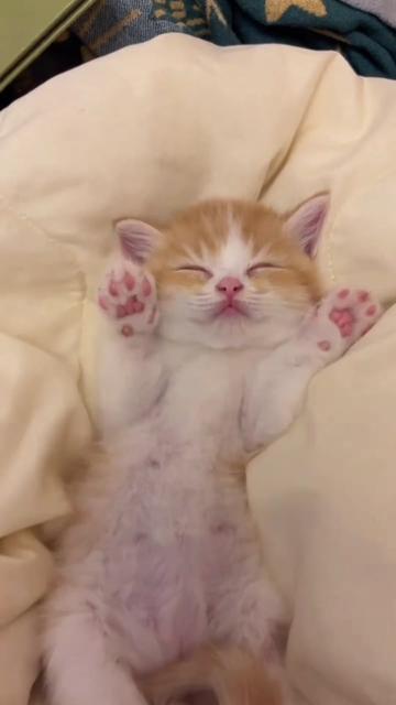 @kloutkittens