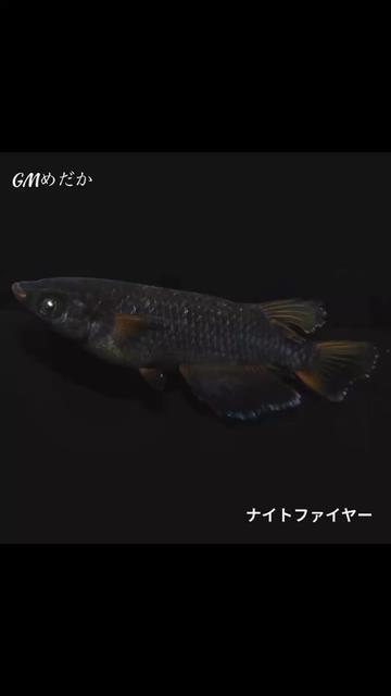 @gmmedaka.niigata