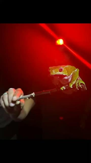 @&Aacute;NGEL LED 🌿&bull;●○&deg;