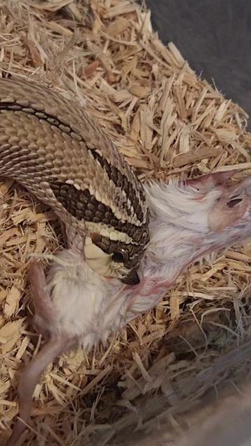 @Ballard’s Reptiles