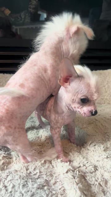 @Chinese Crested Cuties