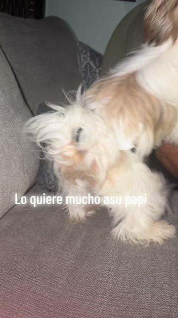 @Crisp&iacute;n_y_mia_abelito_shihtzu_
