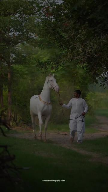@SUNRISE STUD FARMS RAWALPINDI