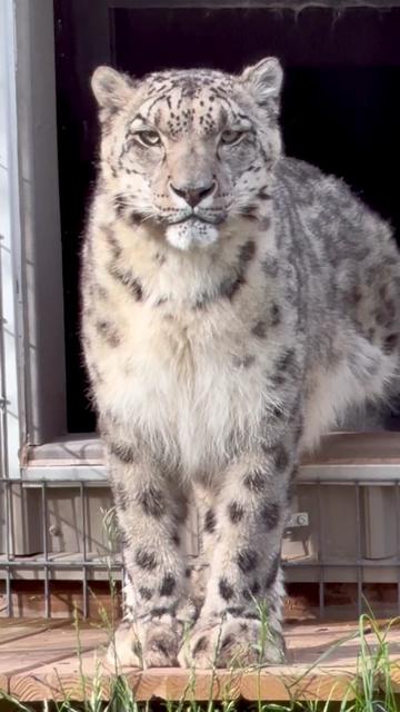 @The Wildcat Sanctuary