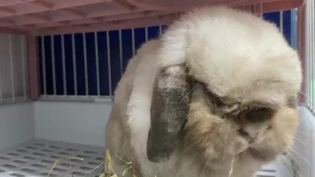 @Pet for Life