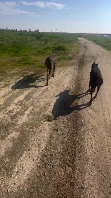 @blessed_dobies