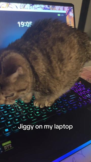 @𝓜𝓮𝓵𝓸𝓭𝔂 & 𝓙𝓲𝓰𝓰𝔂