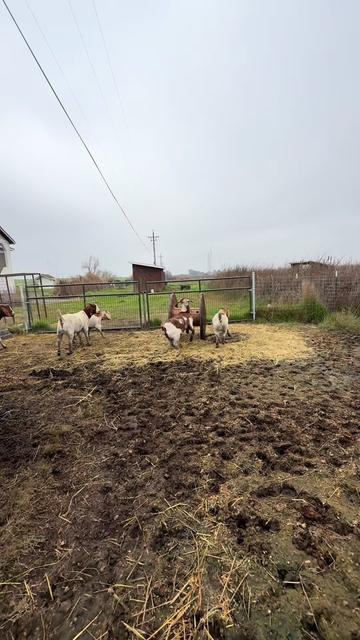 @Riverraisedboergoats