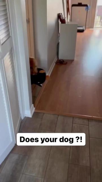 @PetFitness