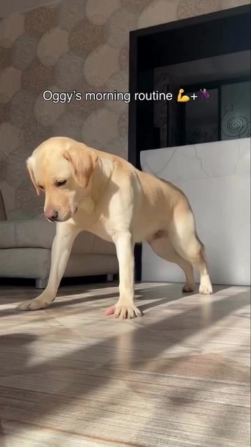 @PetFitness