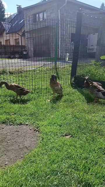 @Kaczogród u Milki🦆🦆🦆🦆