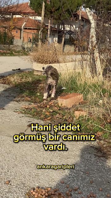 @Asiye