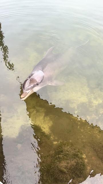 @dolphin_heart66