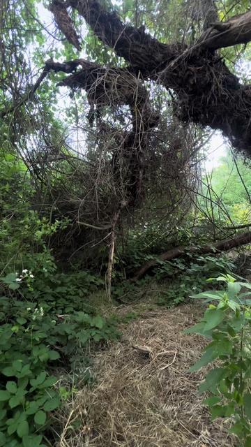 @🌲
