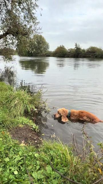 @DogWalk78