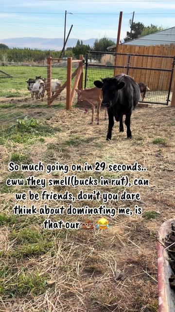 @WollamFarm