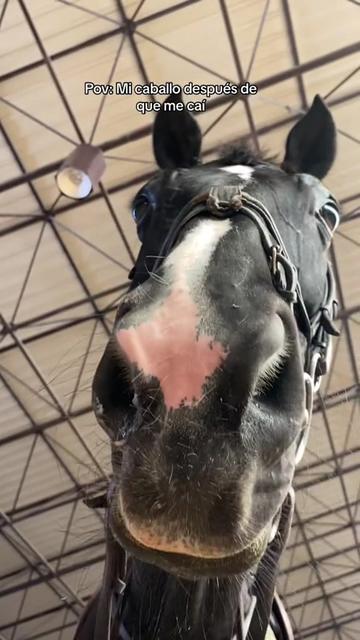 @Horses TikTok