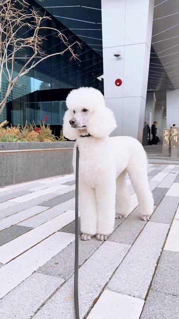 @packwalkdiaries