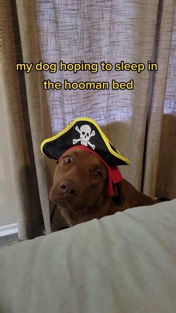 @hankinthehat
