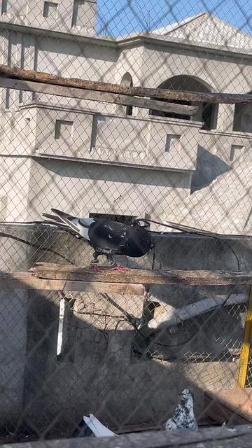 @AJK/✌️مرشد22