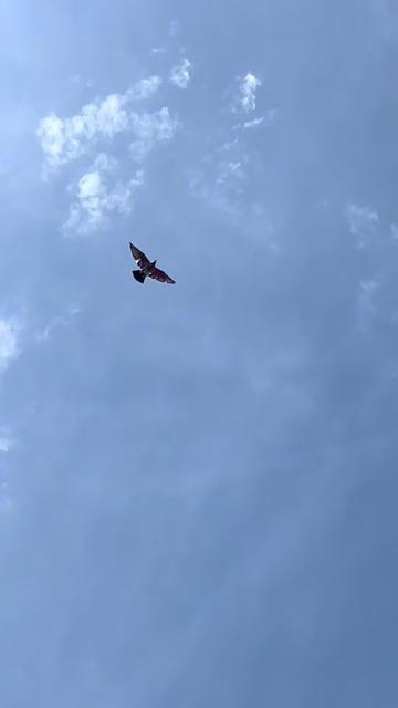 @abubakarmeo09