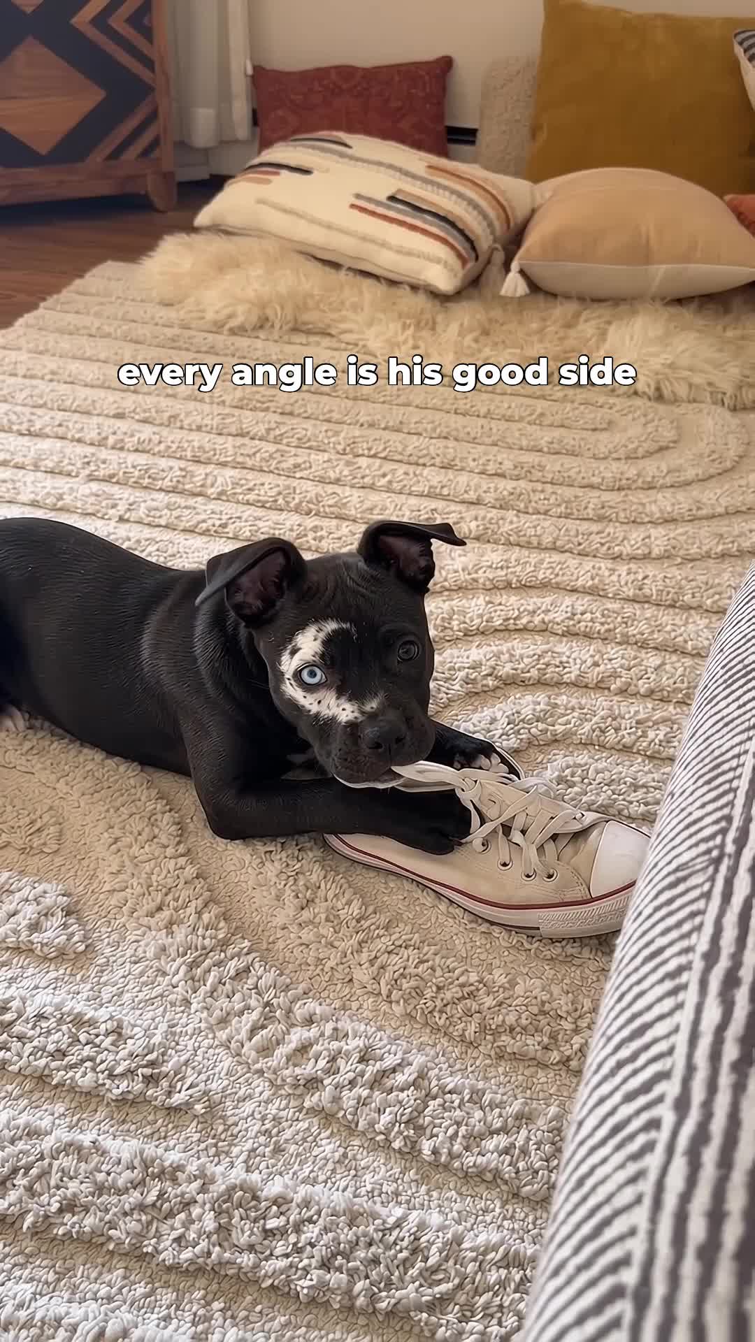 @moonfetches