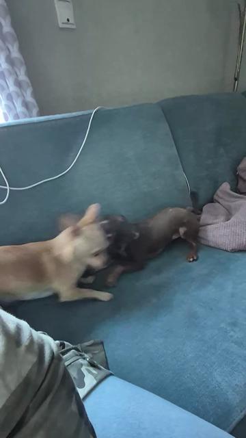 @SabrinaTeamWuffhaus🐕