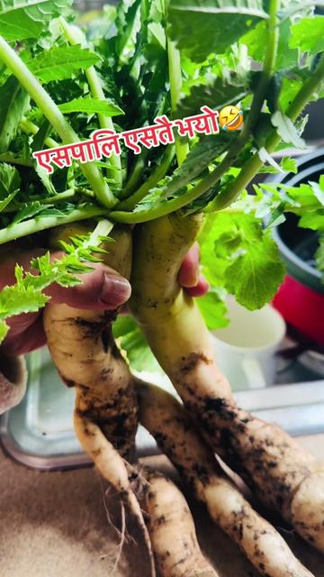 @Bishnu Grg