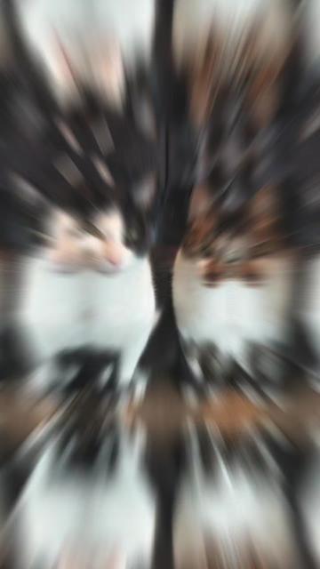 @Miguel.A.Astraldi