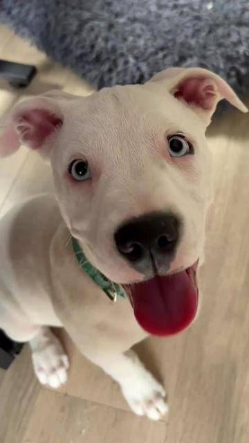 @Auckland Puppy Rescue