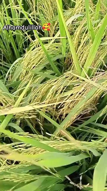 @راجو خان بلوچ⚜️