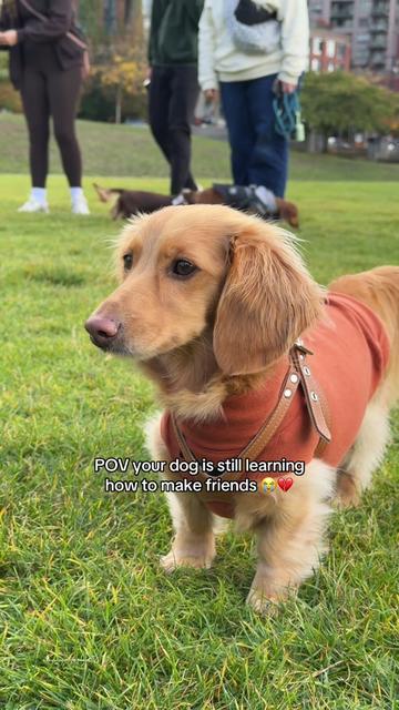 @cashewdachshund