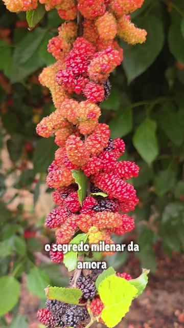 @Dicas e Receitas Naturais