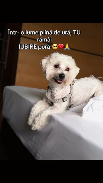 @💸🧸⚜️🍫🐶Levi