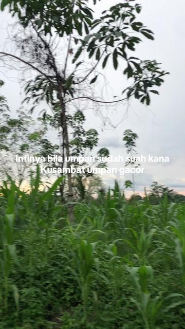 @Hayau tarus