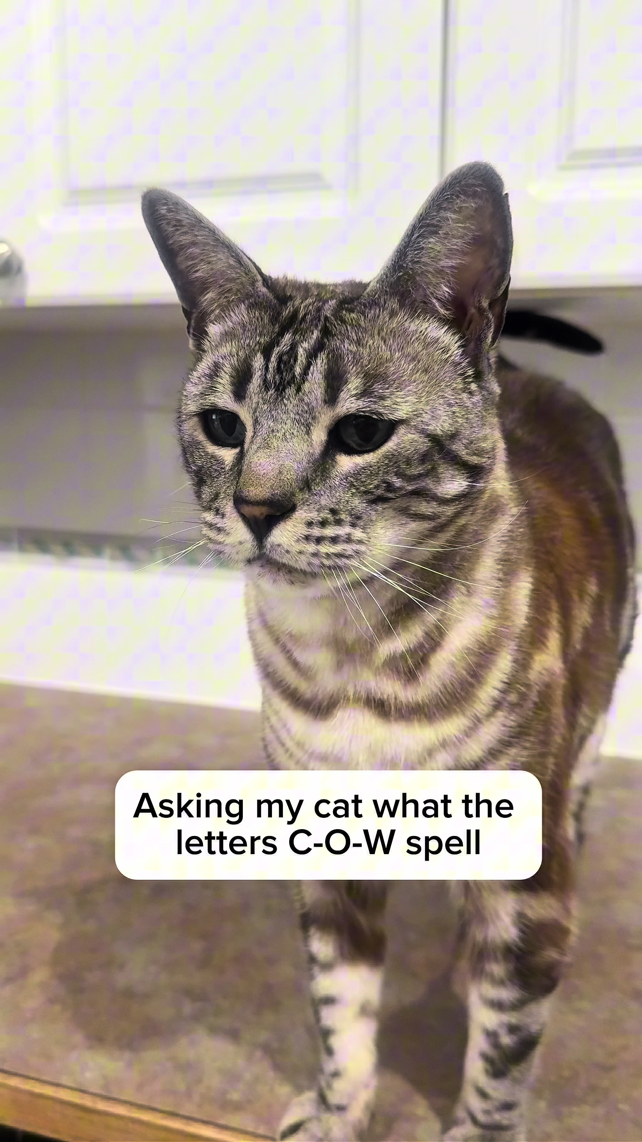 @Three Nawty Cats